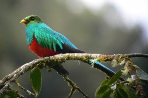 Квзаль Квзаль